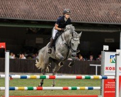 jumper Coeur de Foret (German Sport Horse, 2016, from Cellestial)