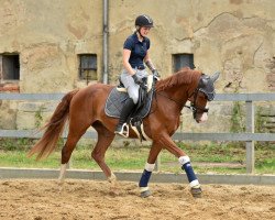 dressage horse Fadrin (Oldenburg, 2016, from Fashion Maker)