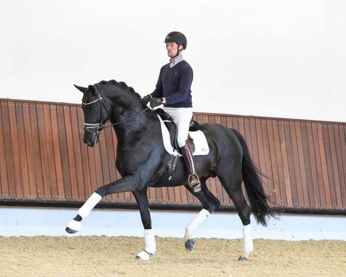 Deckhengst Enzo Ferrari (KWPN (Niederländisches Warmblut), 2009, von Painted Black)