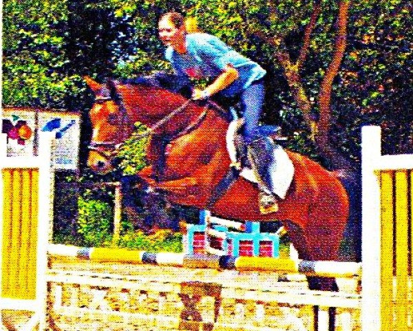 horse Sternchen 198 (German Warmblood, 1999, from Scandiano)