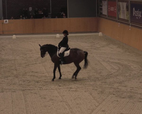 Reitturnier Güstrow/Cavallo Arena 2021