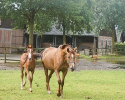 broodmare Lou Lou Light (Oldenburg, 2010, from Light On OLD)