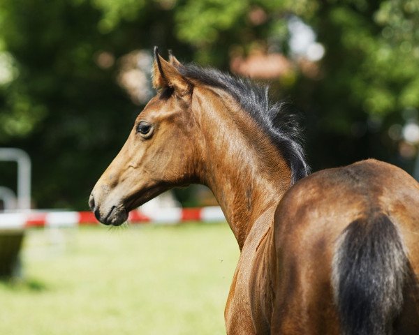 horse Funfor US (Holsteiner, 2021, from Flemmingh)