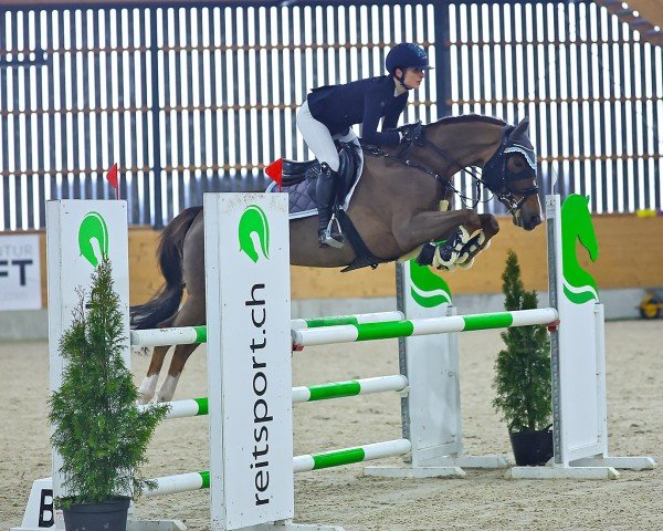 Springpferd C Lyselotte CH (Schweizer Warmblut, 2017, von Captain Sharky)