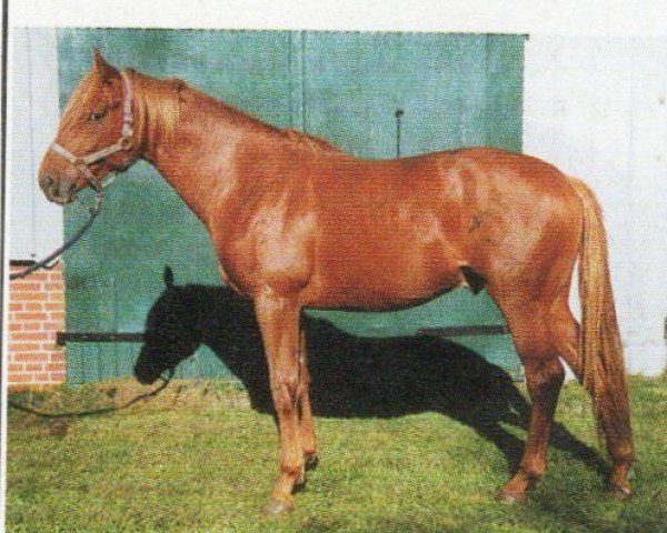 jumper Goldschimmer (Trakehner, 2002, from Kasparow)