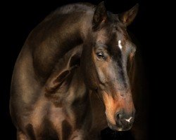 jumper Zombie 10 (Oldenburg show jumper, 2010, from Zandor Z)