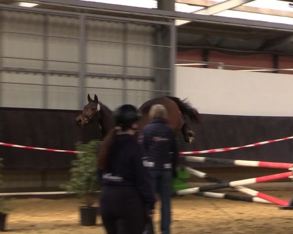 Westfälischer Freispringwettbewerb Bad Sassendorf 2025