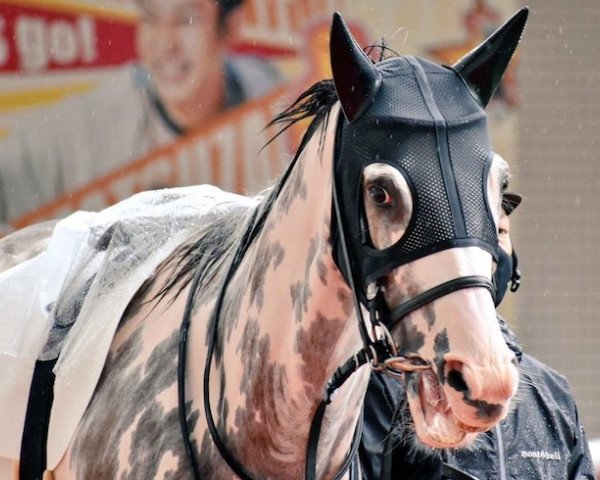 horse Butchini xx (Thoroughbred, 2016, from King Kamehameha xx)