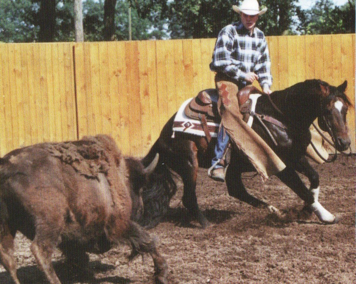 Deckhengst Perfect Little Peppy (Quarter Horse, 1987, von Peppy San Badger)