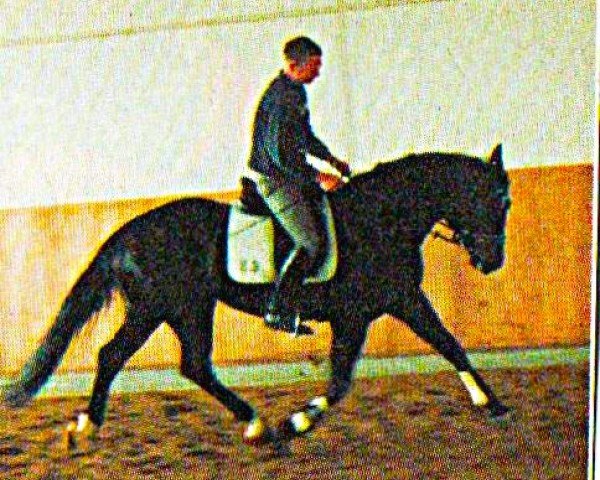 horse Anjou 66 (Hessian Warmblood, 2001, from Angard) horse Anjou 66 (Hessian Warmblood, 2001, from Angard)