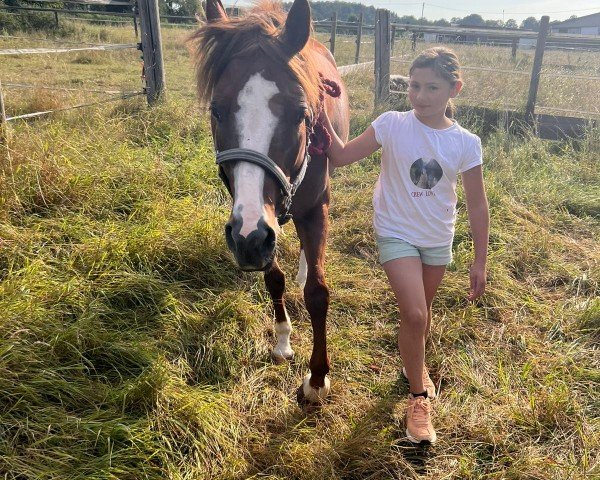 horse Delight FB (German Riding Pony, 2019, from Dark Dornik)