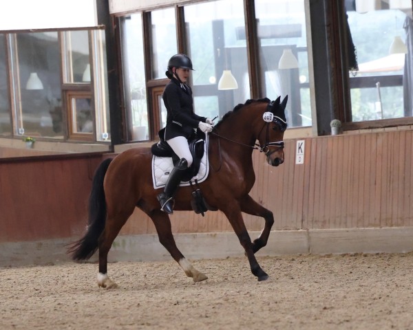 dressage horse Neues Glück (German Riding Pony, 2019, from Fs Numero Uno)