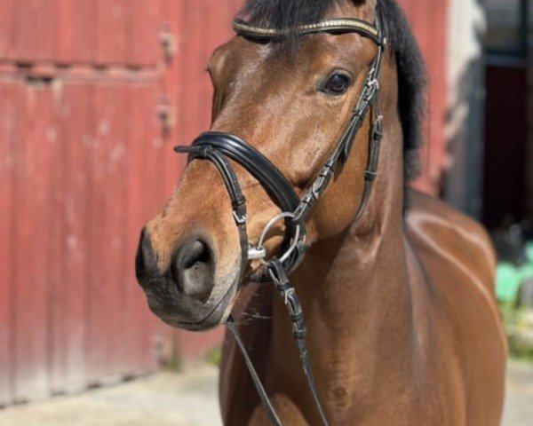 jumper De la Tour (German Sport Horse, 2020, from Desperados FRH) jumper De la Tour (German Sport Horse, 2020, from Desperados FRH)