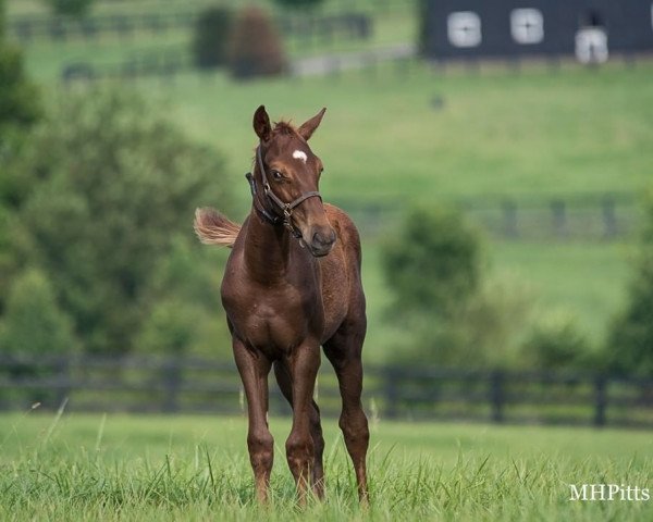 horse Speed Runner xx (Thoroughbred, 2021, from Gun Runner xx)