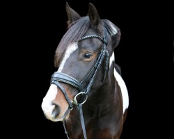 dressage horse Dakota (unknown, 2020)