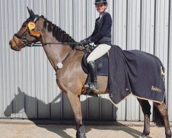 jumper Helsinki O (KWPN (Royal Dutch Sporthorse), 2012, from Eldorado van de Zeshoek)