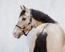 dressage horse Maverick 139 (German Riding Pony, 2016, from Movie Star)