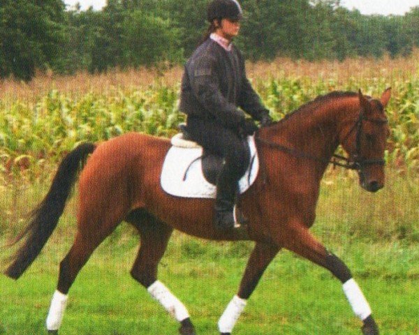 horse Shaaria (German Sport Horse, 2005, from Landfriese II)