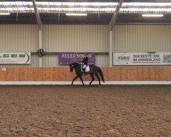 dressage horse La Vie de Linus (Hanoverian, 2020, from La Vie)