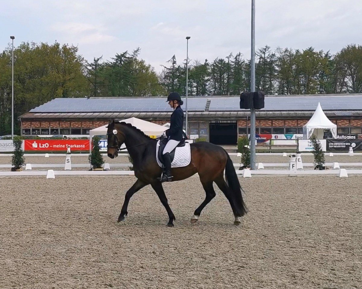 horse Fats Domino 18 (Hanoverian, 2018, from Fantastic)
