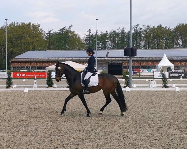 horse Fats Domino 18 (Hanoverian, 2018, from Fantastic)