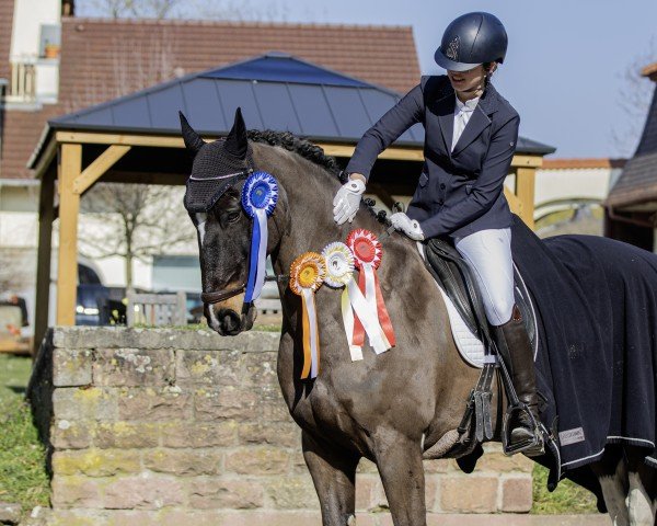 dressage horse Spirit 313 (unknown, 2009, from Cornelis Van Het Monnike Huis)