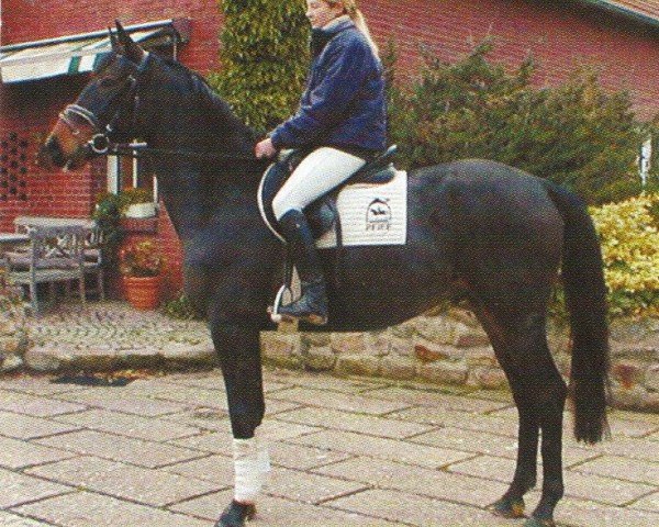 jumper Dinaro (Westphalian, 2001, from Don Bedo I)