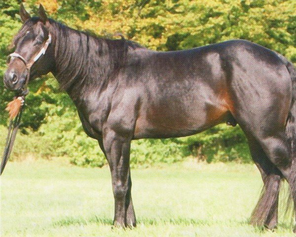 Deckhengst We can Do It (Quarter Horse, 2001, von Hollywood Dun It)