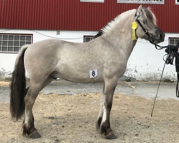 Pferd Sverre van't Stal Cnabo (Fjordpferd, 2016, von Lyckängs Tempo)