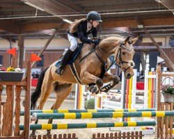 jumper Gaytano 7 (anglo european sporthorse, 2017, from Glitter N'Cream GF)