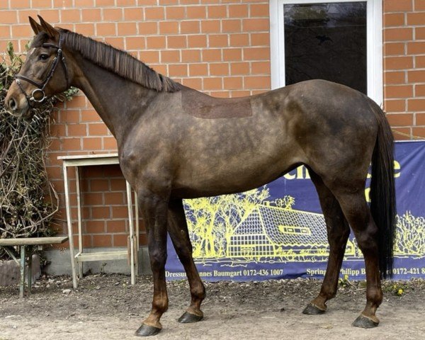 broodmare Ida VI (Holsteiner, 2016, from Quiwi Dream)