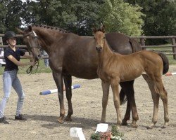 horse Stute von United Way / Quiwi Dream (Holsteiner, 2023, from UNITED WAY)