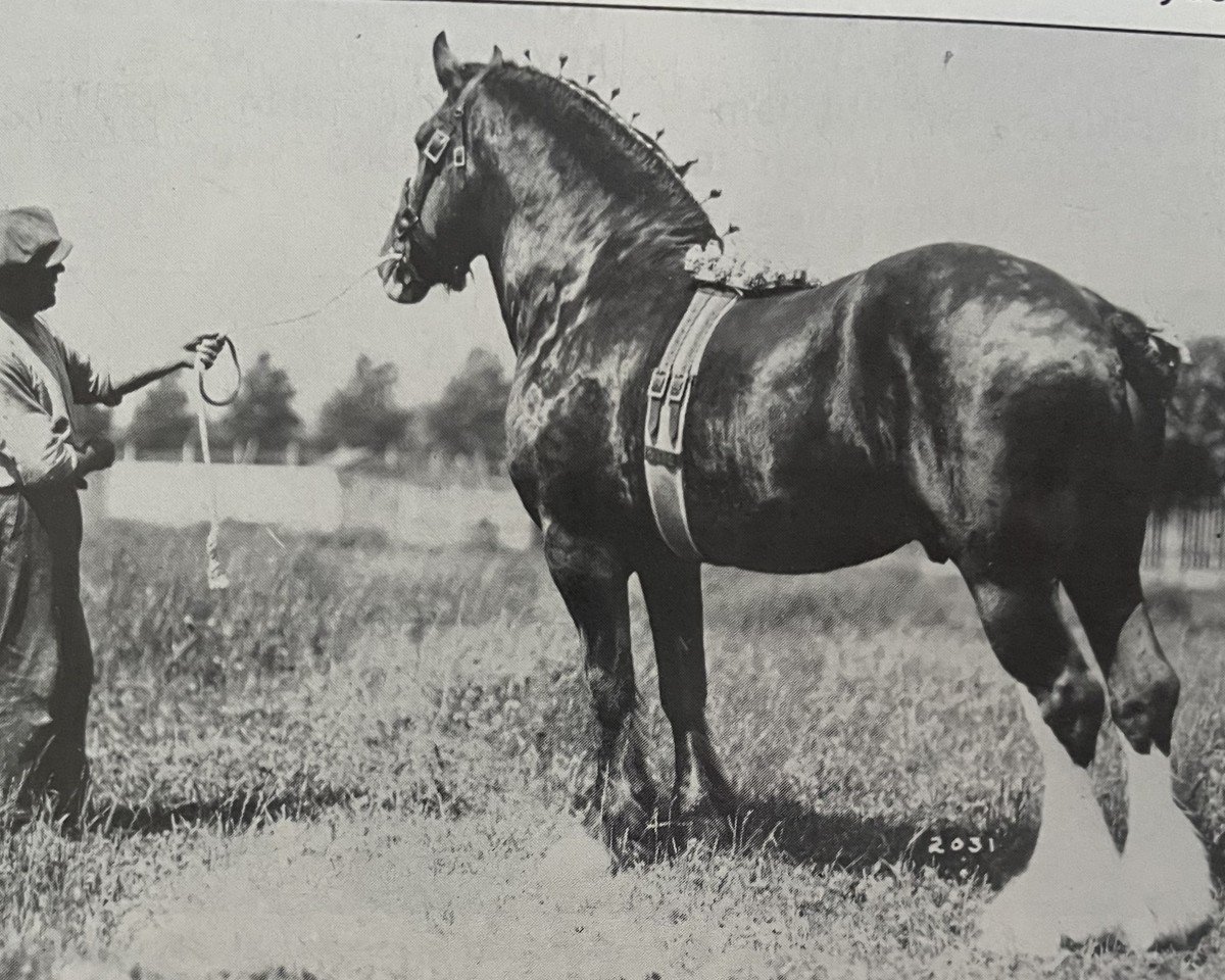 stallion Dunure Lens (Clydesdale, 1918, from Dunure Footprint 15203)