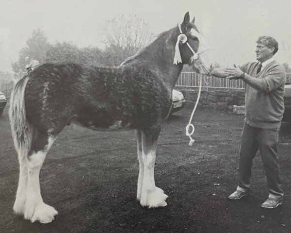 Deckhengst Greendykes Apollo (Clydesdale, 1994, von Greendykes Chancer)