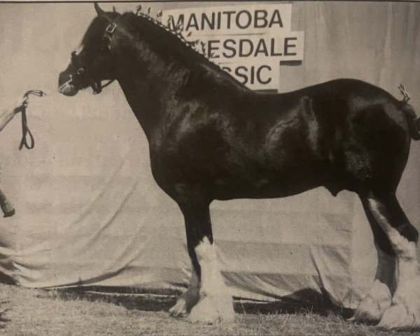 stallion Mr. Magnificent (Clydesdale, 1987, from Doura Sensation)