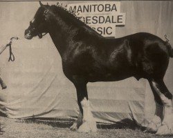 stallion Mr. Magnificent (Clydesdale, 1987, from Doura Sensation)