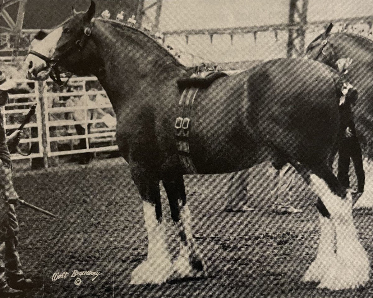 stallion Green Leaf Limited Edition (Clydesdale, 1990, from Torrs King O'Galloway)