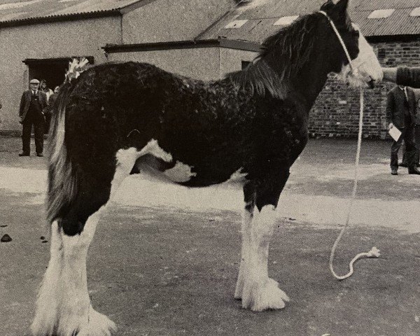 Deckhengst Greendykes Clinton (Clydesdale, 1993, von Woodhouse Turbo)