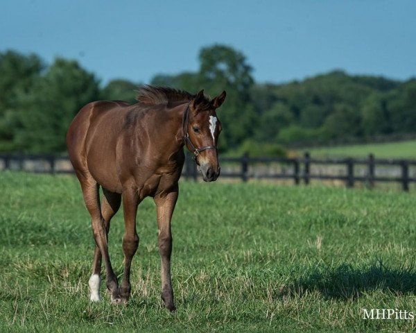 horse Magic Token xx (Thoroughbred, 2021, from Good Magic xx)