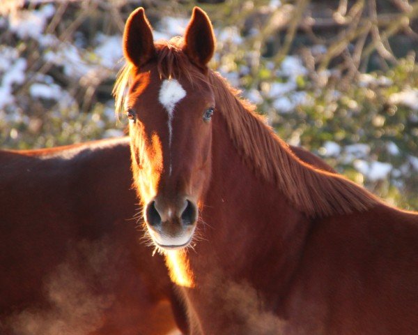 broodmare DeSmina (Hanoverian, 2021, from DeLorean)