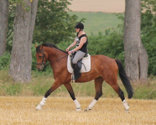 horse Charlie 313 (German Sport Horse, 2021)