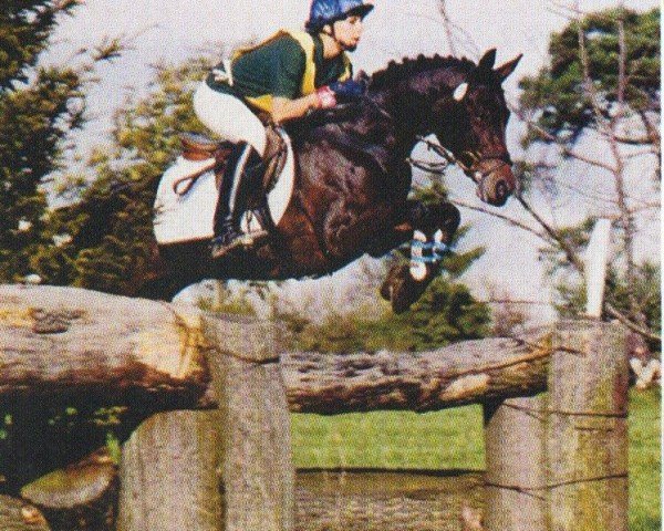 horse Paddington 34 (German Riding Pony, 1993, from FS Picasso)