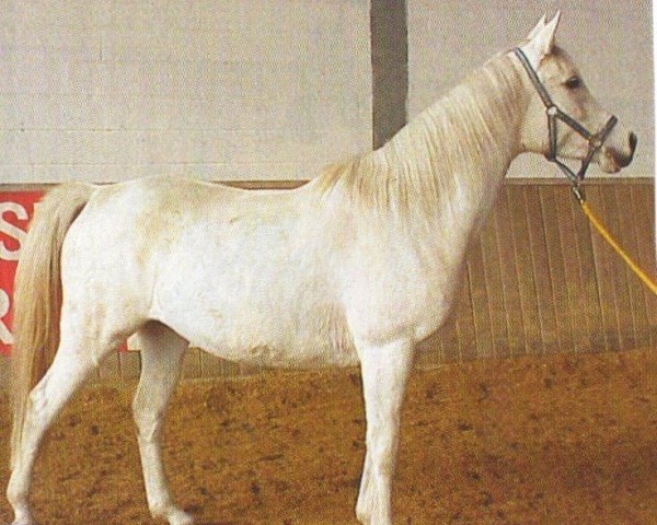 horse Nana ox (Arabian purebred, 1992, from Nasran ox)