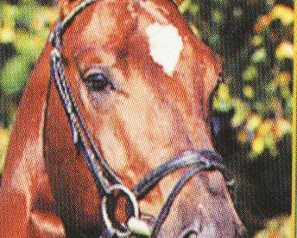 Deckhengst Gastello (Westfale, 1992, von Grannus) Deckhengst Gastello (Westfale, 1992, von Grannus)