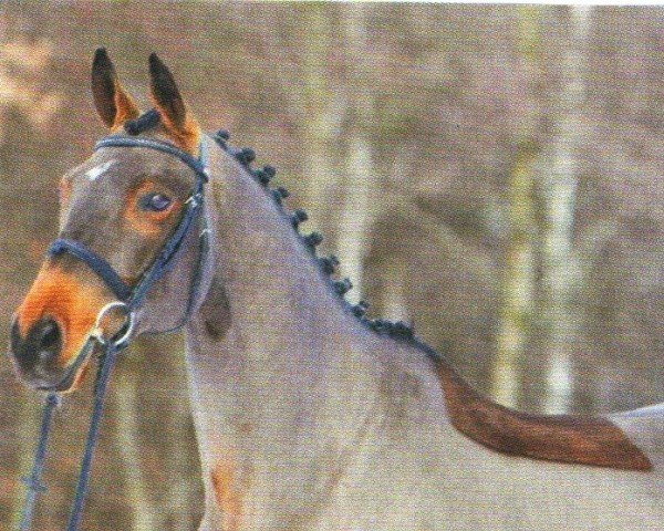 Pferd Little Connection (Trakehner, 2001, von Preussenprinz) Pferd Little Connection (Trakehner, 2001, von Preussenprinz)