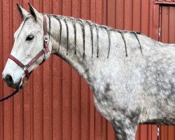 jumper Greta Grey 2 (German Warmblood, 2013, from Götterfunken)
