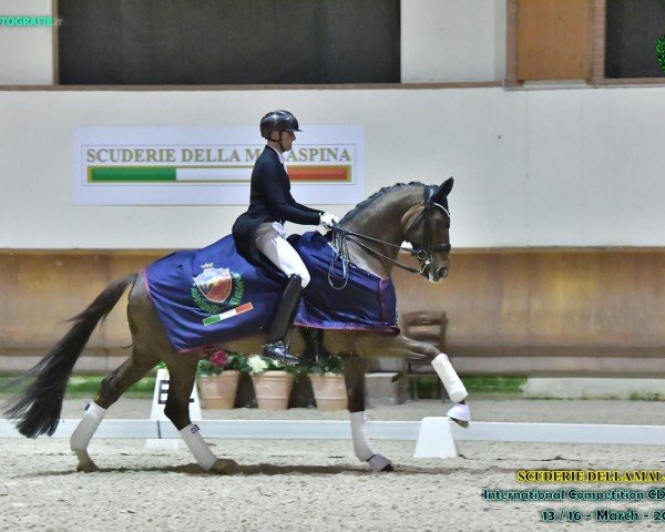 dressage horse Descartes (Württemberger, 2013, from Don Frederico)