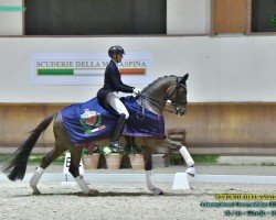 dressage horse Descartes (Württemberger, 2013, from Don Frederico)