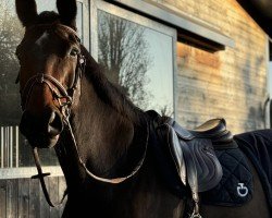 jumper Quirin von Bayern (Bavarian, 2009, from Que Guapo)