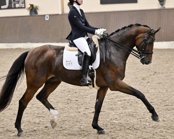 dressage horse Quanderas 3 (Hanoverian, 2013, from Quaterhall)